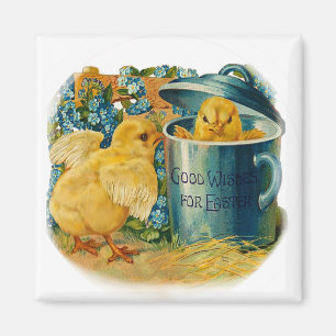 Íman pintinhos de páscoa em reprodução