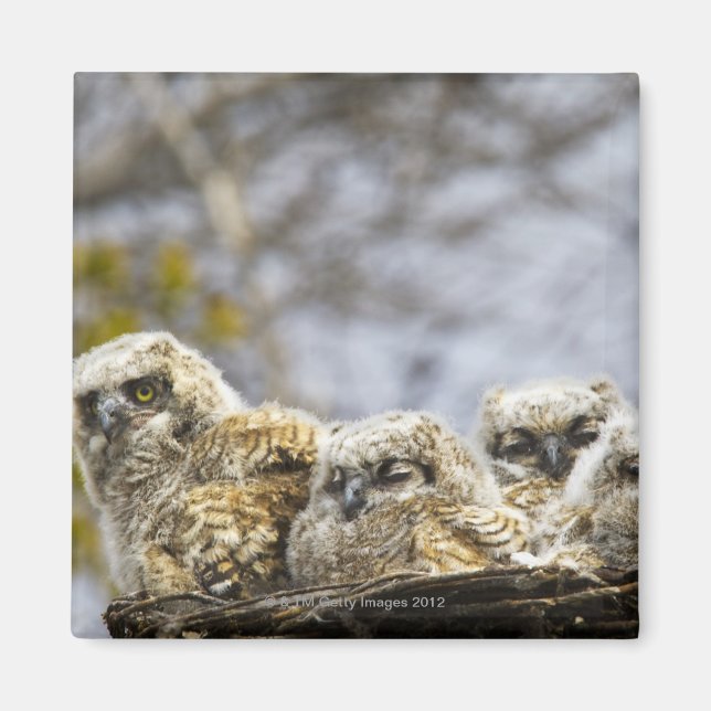 Íman Pintinhos De Quatro Corujas Excelentes (Bubo Virgi (Frente)