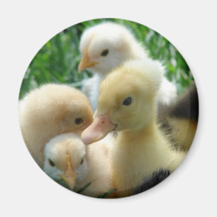 Íman Pintinhos e Ducklings