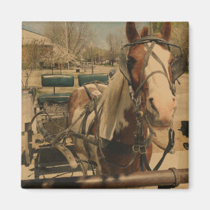 Íman Pinto Buggy Horse
