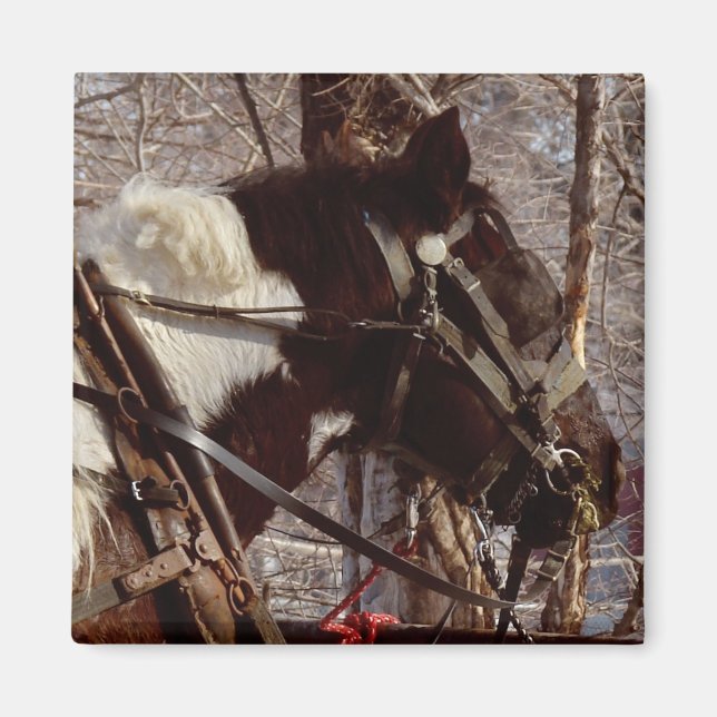 Íman Pinto Cavalo de Rascunho (Frente)