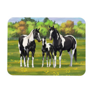 Íman Pinto Negro Pinto Quarto Cavalos Na Pastagem De Ve