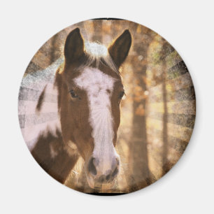 Íman Pinto Retroativo