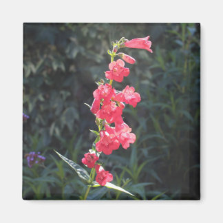 Íman Pintor da Flor Rosa Sunita