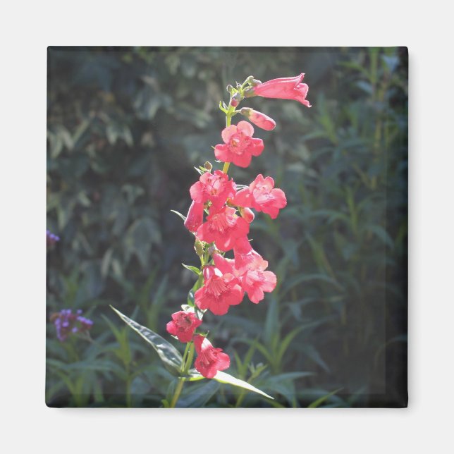 Íman Pintor da Flor Rosa Sunita (Frente)