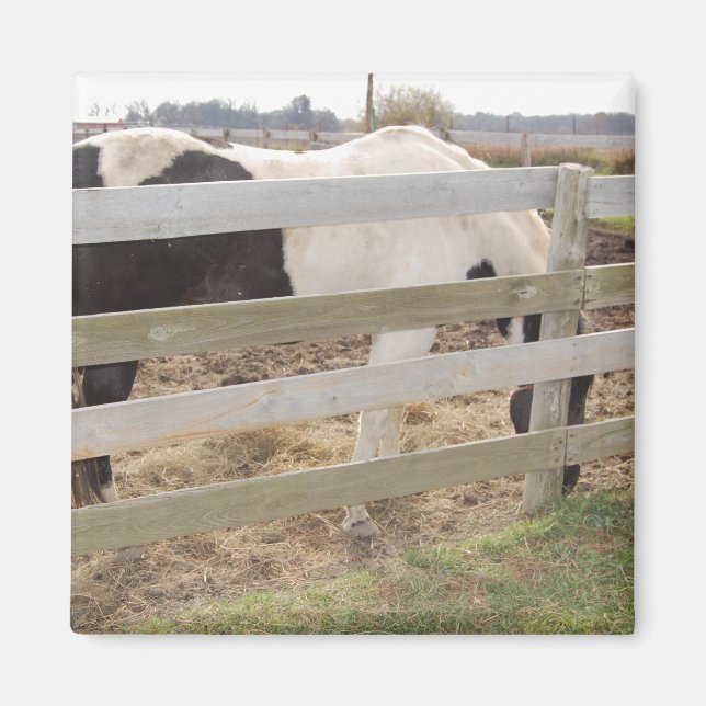 Íman Pintor/Pinto (Frente)