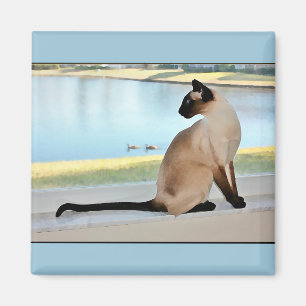 Íman Pintura calma do gato Siamese