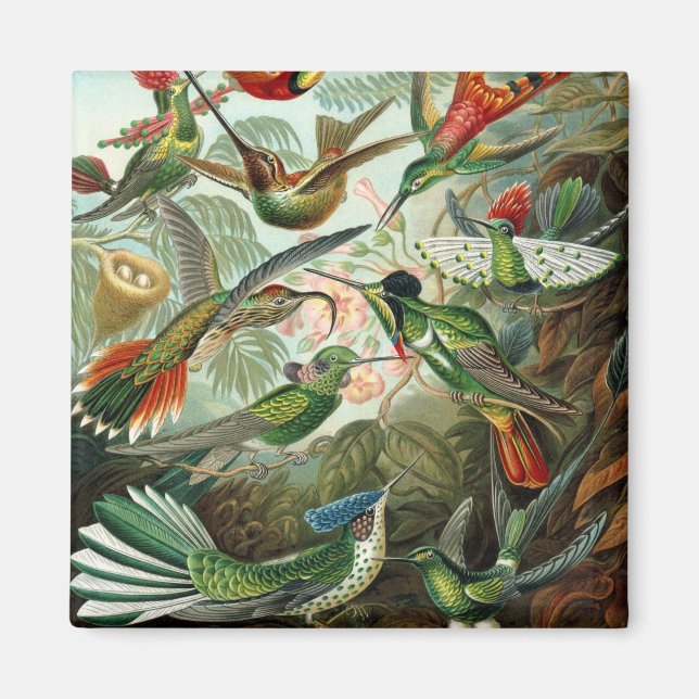 Íman pintura clássica da fauna selvagem de beija-flor (Frente)