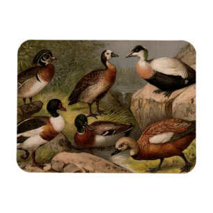 Íman Pintura colorida de patos