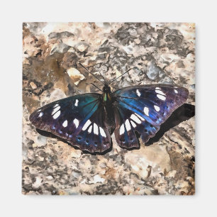 Íman Pintura da Borboleta Azul Almirante Branco do Sul