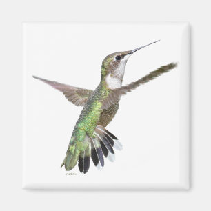 Íman Pintura de Berylline Hummingbird