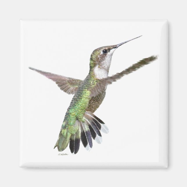 Íman Pintura de Berylline Hummingbird (Frente)
