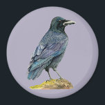Íman Pintura de Crow Watercolor<br><div class="desc">Esta é uma pintura aquosa de corvo. Acho que corvos têm belas penas - pretas,  mas refletem cor roxa e azul sob a luz do sol. Este corvo está empoleirado em um tronco de árvore que tem musgo crescendo no topo dele.</div>
