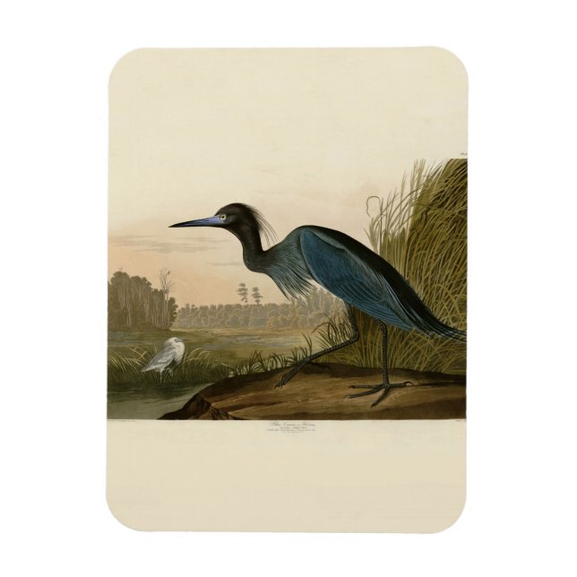 Íman Pintura de Heron Audubon com Crane Azul (Vertical)