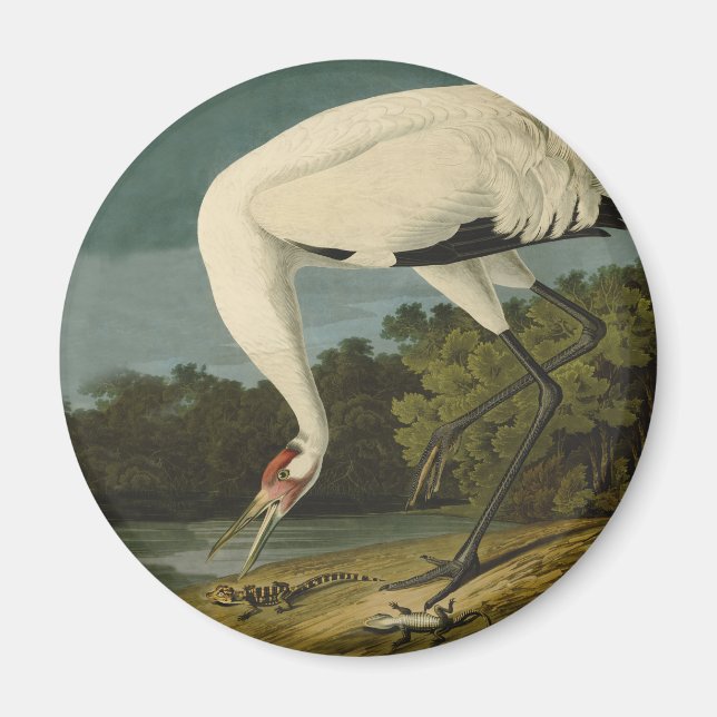 Íman Pintura de pássaros Audubon Crane Whoping (Frente)