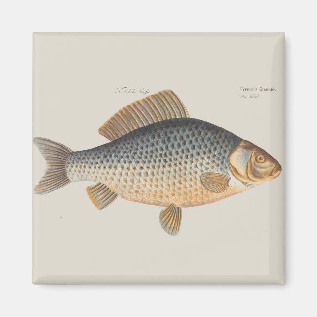 Íman pintura de pesca de peixe carpa desenho de água do (Frente)