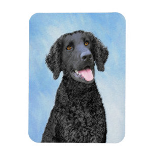 Íman Pintura De Retriever Revestida Curly - Arte De Cã