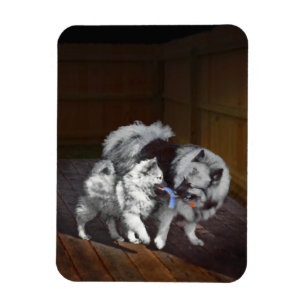 Íman Pintura em tempo de reprodução de Keeshond - Art
