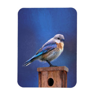 Íman Pintura (fêmea) do Bluebird - arte original do