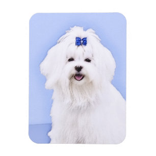 Íman Pintura Maltesa - Arte Cachorra Original