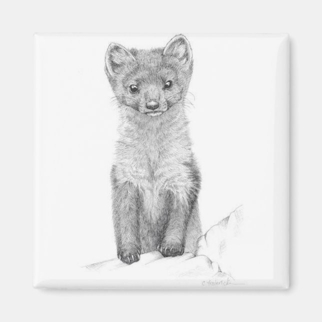 Íman pínus marten (Frente)