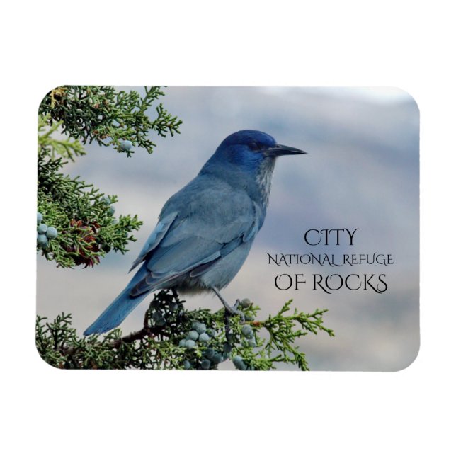 Íman Pinyon Jay em Juniper, Cidade das Rochas, Idaho (Horizontal)