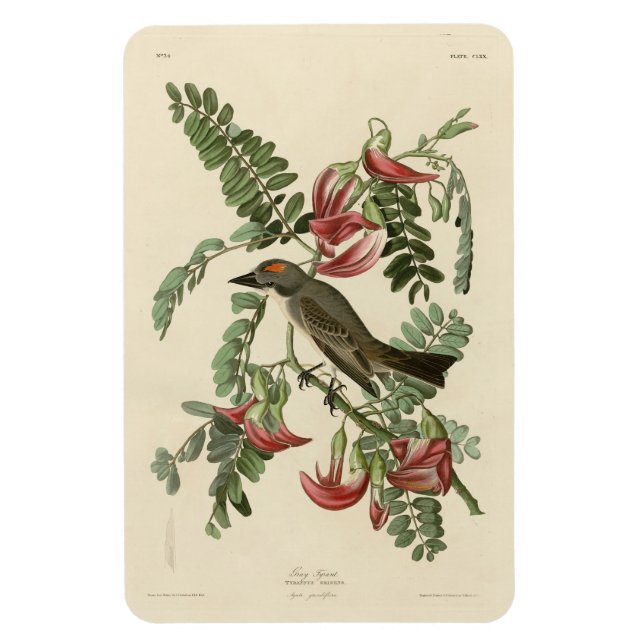 Íman Piping Flycatcher das Aves da América de Audubon (Vertical)