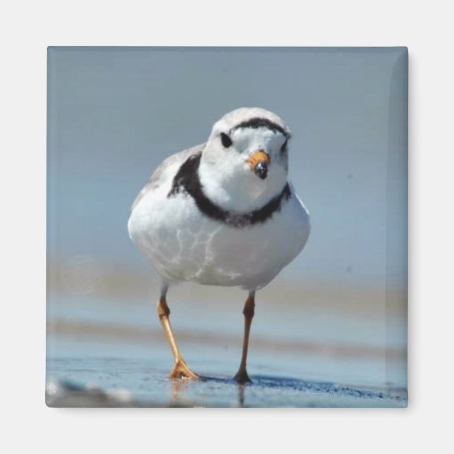 Íman Piping Plover (Frente)
