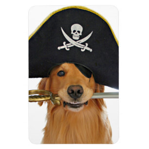 Íman Pirata do Dia das Bruxas do golden retriever
