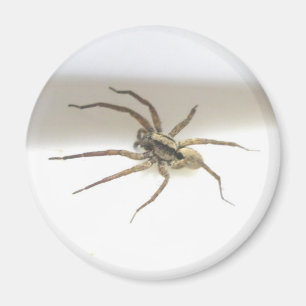 Íman Pisaurana mira Male Magnet