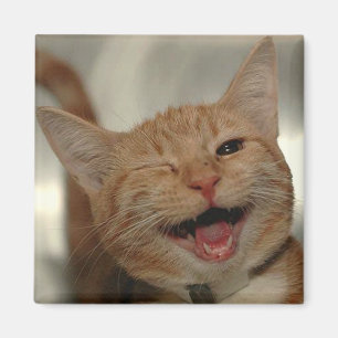 Íman Pisc o gato feliz do gengibre