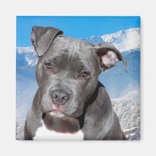 Íman Pitbull