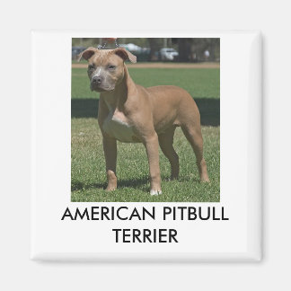 Íman Pitbull Americano Terrier Magnet