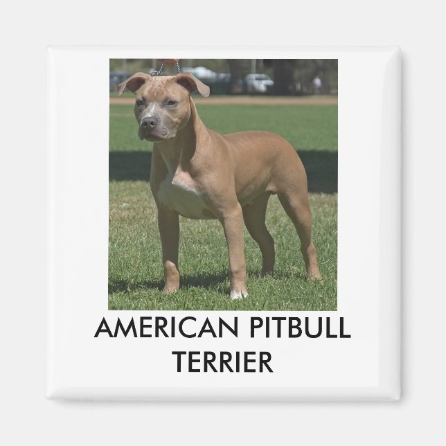Íman Pitbull Americano Terrier Magnet (Frente)