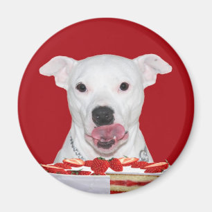 Íman Pitbull branco com fome