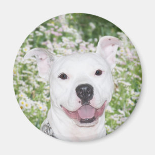 Íman Pitbull branco feliz