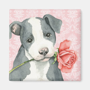 Íman Pitbull cor-de-rosa dos namorados