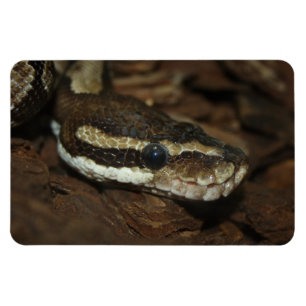 Íman Píton de tapete