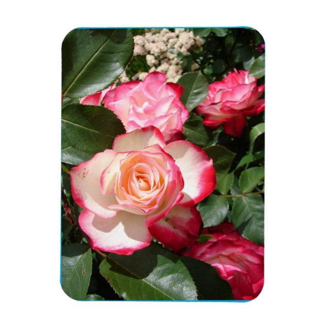 Íman Placa de Rosa Floral de Flor Rosa Vermelho e Branc (Vertical)