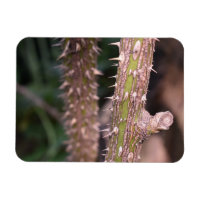 Plant Stem Thorns Nature Park Fotografia