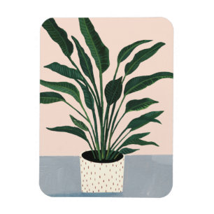 Íman Planta
