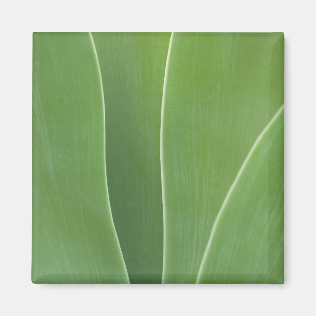 Íman Planta Agave Close Up (Frente)