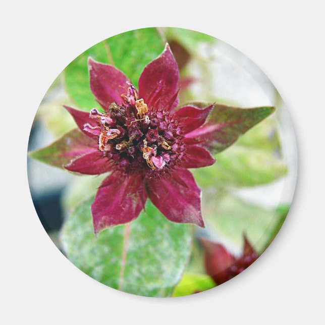 Íman Planta bonito (Frente)