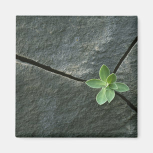 Íman Planta crescendo em rocha rachada