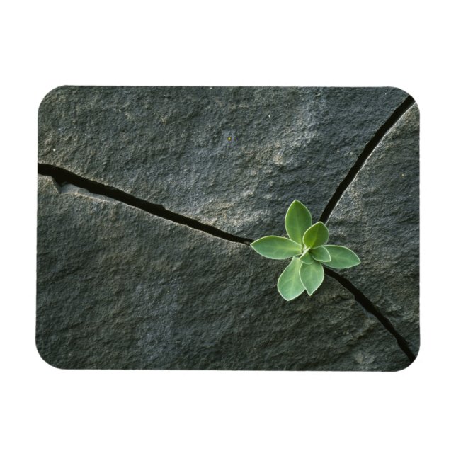 Íman Planta crescendo em rocha rachada (Horizontal)