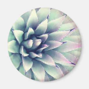Íman Planta da agave