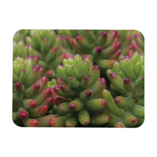 Íman planta Sedum, Museu do Deserto de Arizona-Sonora,