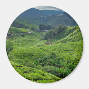 Íman Plantação de Chá de Cameron Highlands
