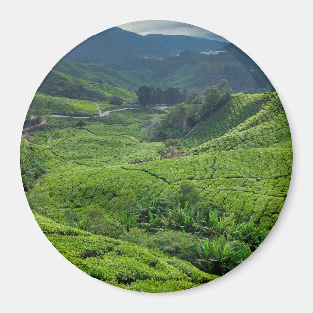 Íman Plantação de Chá de Cameron Highlands (Frente)