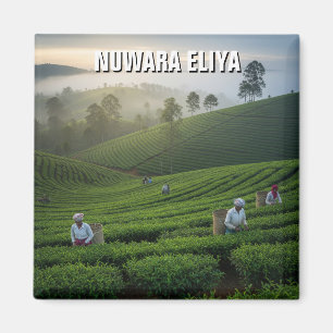 Íman Plantação de Chá Nuwara Eliya Sri Lanka